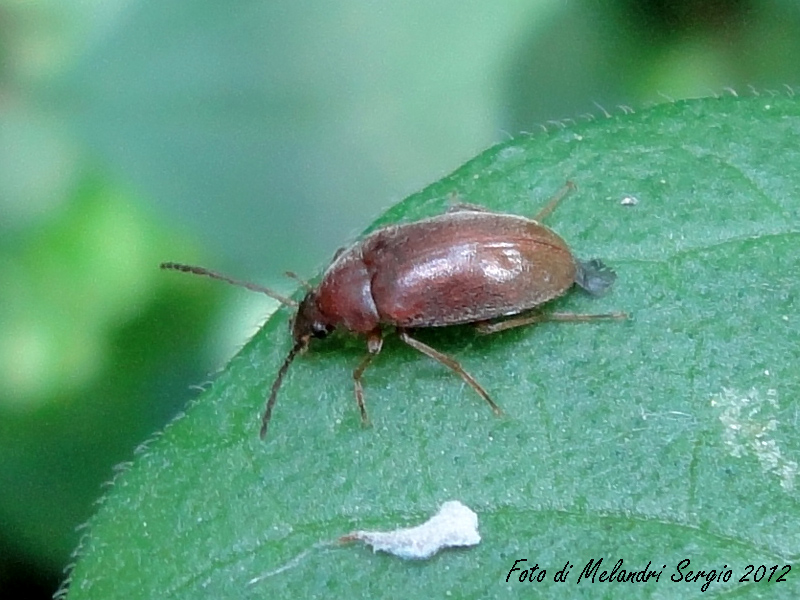 Isomira sp. (Tenebrionidae)